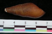 藏品(川蜷)的圖片